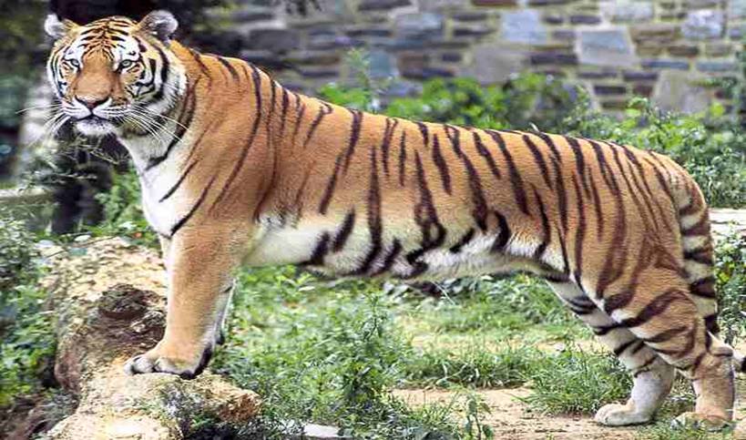 Bengal Tiger