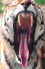 Tigers' HAVE extremely strong jaws and sharp teeth