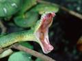 The-best-top-desktop-snake-wallpapers-hd-snakes-wallpaper-7-dangerous-biting-snake