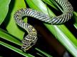 paradise-tree-snake_3022