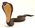 Snakes IndiaIndian SnakesWild Snakes IndiaKing Cobra SnakeWild 