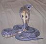 INDIAN KING COBRA -Devoted Aggressive Mother ! Eats Rat Snakes 