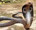Cobra Indian Cobra King Cobra Indian Snakes Reptiles in India