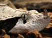 gaboonviper