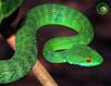 Rắn lục xanh (Trimeresurus stejnegeri)