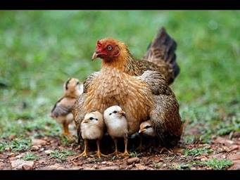 Image result for gà mái và đàn con