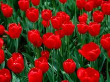 Red Tulip (Tulip đỏ)