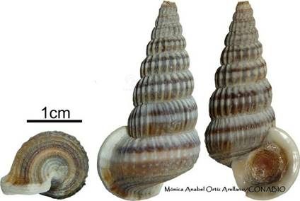 Cerithidea montagnei